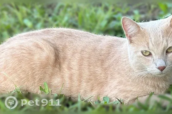Lost cat, Springdale Circle, 283, Palm Springs, West Palm Beach — male, cream-colored - photo