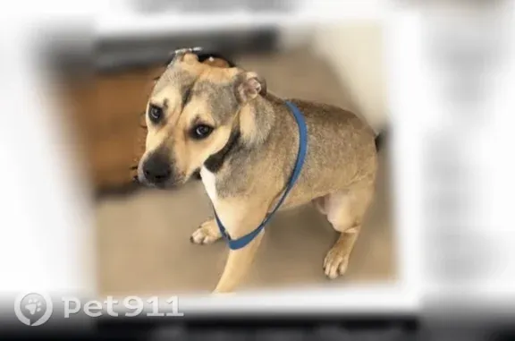 Missing dog Tempe, photo: Lost female dog, West Rio Salado Parkway, 425, Tempe — white left front paw