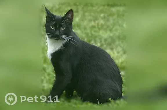 Lost Cat, Wolf Pit Drive, 78, Southbury, Heritage Village — Male Tuxedo Cat Named Benny - photo