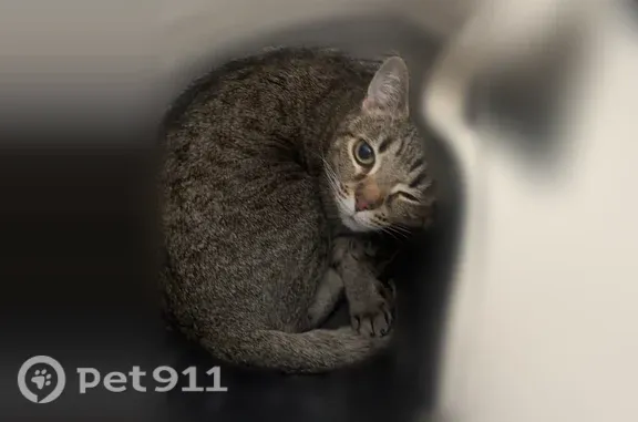 Lost female cat, Sage Vista Way, 10510, South Jordan — small, timid tabby - photo