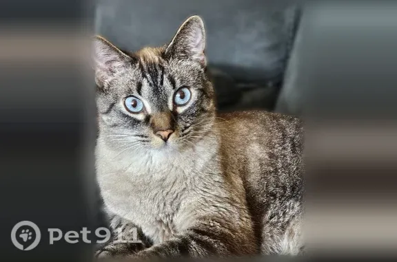 Lost male cat, Phoenix Drive, 2811, Killeen - photo