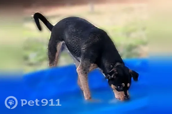 Lost male dog, Fair Bluff Highway, South Carolina, Green Sea — white neck spot and curled tail - photo