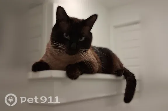 Lost male cat, Monarch Lane, 724, Ulen — large and brown with dark paws - photo