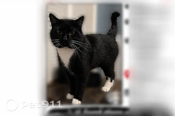 Lost male cat, South 60th Court, 1780, Cicero — black-and-white coat and white paws - photo