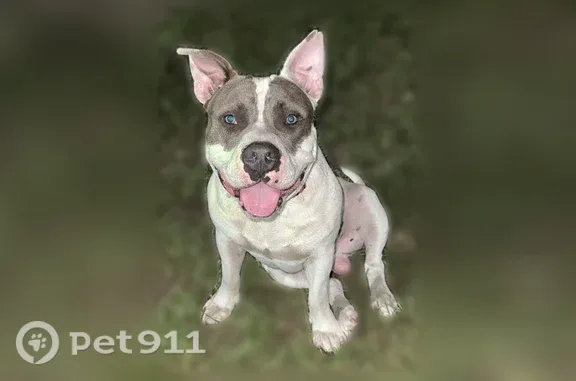 Lost dog, North Sprinkle Drive, 6231, Jacksonville — male - photo