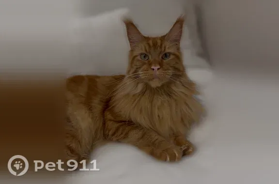 Lost Cat, East 28th Street, 2331, Brooklyn — orange male Maine Coon - photo