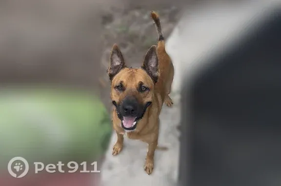 Found dog Winter Springs, photo: Found dog, male, Orlando, Florida, Winter Springs — speaks Spanish and loves fetch