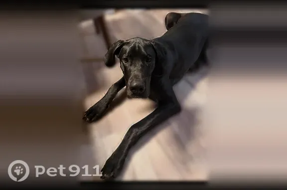 Missing dog Fresno, photo: Lost dog, West San Gabriel Avenue, 1122, Fresno — male black Great Dane