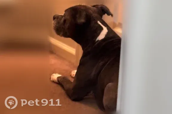 Lost female dog, Delegates Drive, 9435, Orlando — white neck marking - photo