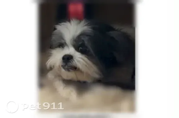 Lost dog, East 24th Street, 7310, Broken Arrow — female Shih Tzu mix - photo