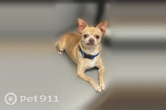 Apple Head Chihuahua Not Neutered Tan/light brown and short hair Skin tag on forehead above right eye Slender build Prances as he walks