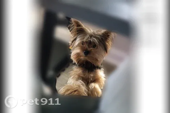 Lost male dog, Myrtle Avenue, Merchantville — friendly terrier seen running toward Pennsauken - photo