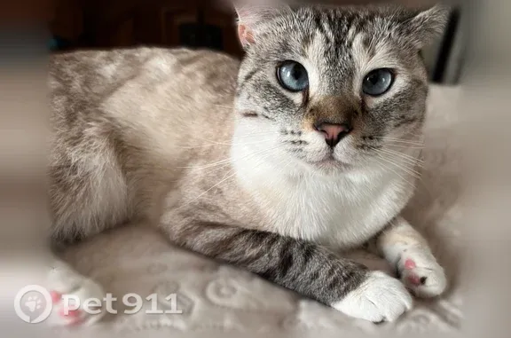 Lost cat, Redear Place, 1, Durham, Charlotte — white tabby with blue eyes and collar - photo
