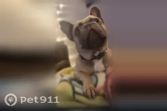 Lost male dog, Howe Avenue, 1100, Sacramento - photo