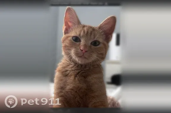 Lost cat, Mimbres Street Southwest, 1101, Albuquerque — female orange kitten, 4–5 months old - photo