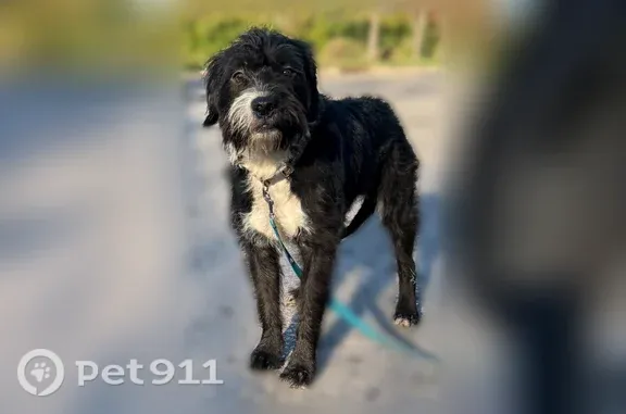 Found dog Swansea, photo: Found dog, North 74th Street, Belleville, Swansea — male, medium-sized and black and white