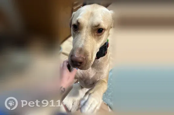 Lost dog, McLemoresville, Tennessee, McLemoresville — sweet yellow Lab, scared of strangers - photo