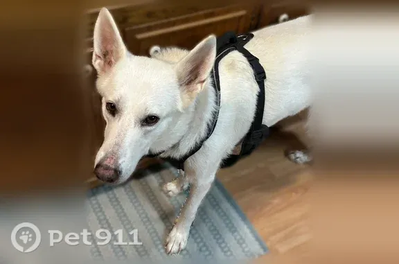 Lost dog, Mockingbird Lane, 160, McLemoresville, McLemoresville — friendly white female shepherd - photo