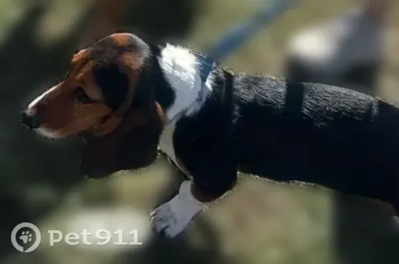 Lost dog, Salisbury Drive, 3480, Dallas — female, mostly black with brown and white patches - photo