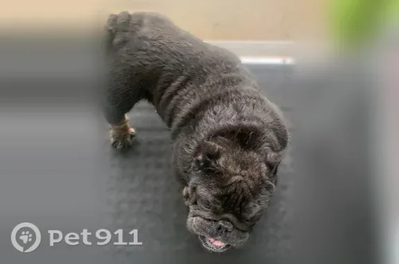 Lost dog, Portland Avenue, 3535, Shreveport — male gray micro bully - photo
