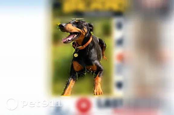 Lost dog, West Dusty Road, 13078, Franklinton, Baton Rouge — female Doberman, nearly 11 years old - photo
