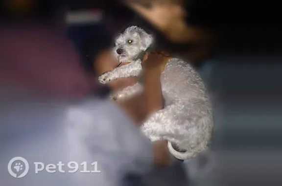 Lost dog, Garden Walk Boulevard, 934, Atlanta — small male poodle - photo