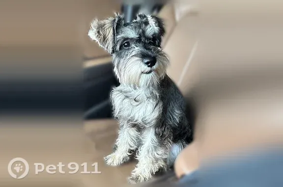 Missing dog Harlingen, photo: Lost dog, Rachel Street, 3309, Harlingen — female with a blue-green belly tattoo