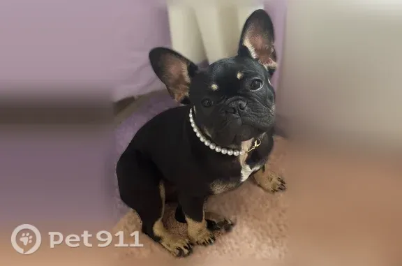 Lost dog, Jewella Avenue, 7840, Shreveport, Bossier City — female black-and-white Frenchie - photo