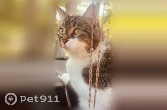 Lost cat, Ridgewood Avenue, 6211, Parma — female, 15 lb - photo