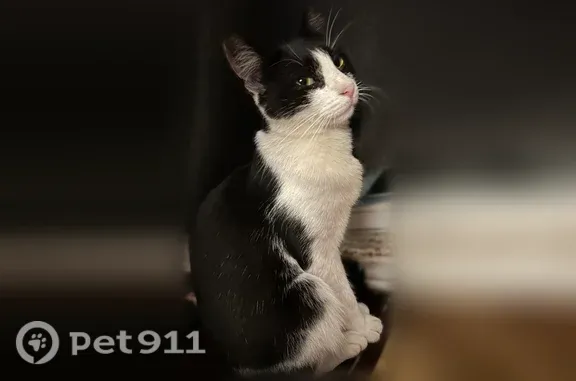 Missing cat Charlotte, photo: Lost cat, East Catawba Avenue, 323, Mount Holly, Charlotte — female, white and black