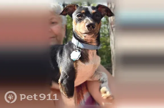 Lost Dog, Anna Marie Drive, 23, Springfield, Munford — male miniature pinscher - photo