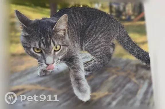Lost cat, North 16th Street, Purcellville — male, grey and white, yellow eyes - photo