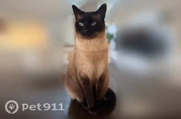Lost cat, Timber Wood Boulevard, Delaware, Newark — shy male who may hide - photo