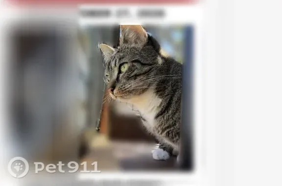 Lost female cat, 97th Street Southwest, 10602, Lakewood, Tacoma — short-haired tabby - photo