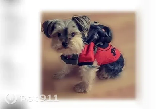 Lost dog, Scott Street, Franklin Park, Melrose Park — male Yorkie, black and brown - photo