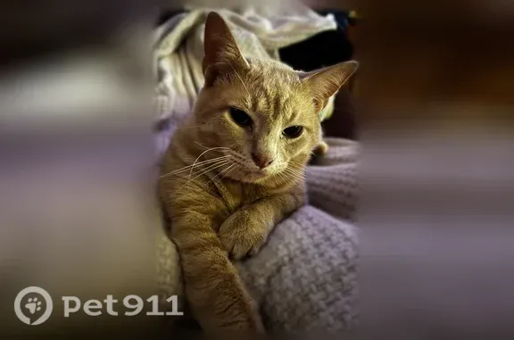 Lost male cat, Decoursey Pike, 10078, Ryland Heights, Ryland Heights — Gremlin - photo