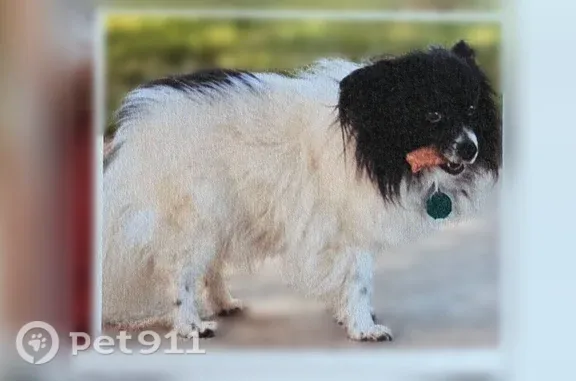 Lost dog, White Water Court, 2943, Dayton — 12-year-old Papillon with green collar - photo