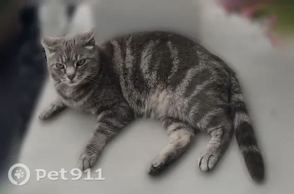 Missing cat State College, photo: Lost cat, Toftrees Avenue, 850, State College, Philadelphia — gray tabby with navy blue collar