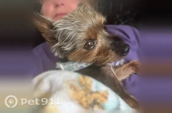 Lost male dog, Scott Court, Portage — Yorkie mix with no collar - photo