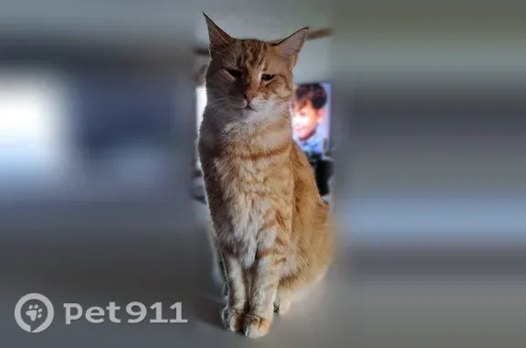 Lost cat, 4th Avenue West, 10012, Everett, Seattle — orange-and-white, big and friendly - photo