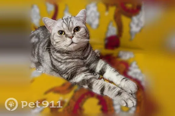 Lost male cat, Penny Lane, Euless, Fort Worth — 6-year-old Exotic Shorthair - photo