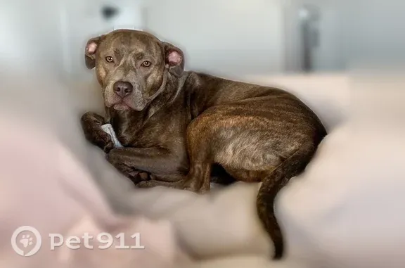 Lost female dog, Merrillville — brindle pitbull, very sweet but skittish - photo