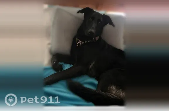 Missing dog Syracuse, photo: Lost dog, female, Syracuse — floppy ears and silver collar