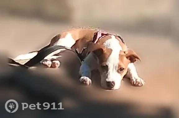 Lost female dog, Tripoli Street, 500, Pittsburgh — tan and white - photo