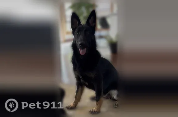 Lost dog, female, Barrett Drive, 9014, Dittmer, Cedar Hill Lakes — 8 months old and very friendly - photo