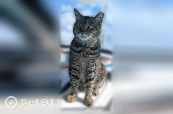 Missing cat Crimora, photo: Lost cat, Turk Gap Trail, Virginia, Crimora — female with a clipped left ear