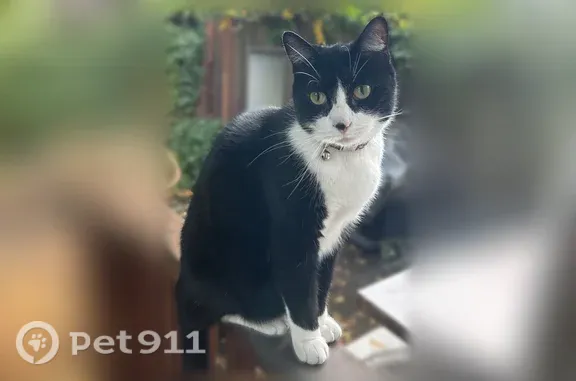 Lost male cat, Franklin Avenue East, 3142, Seattle — tuxedo with a white shoulder patch - photo