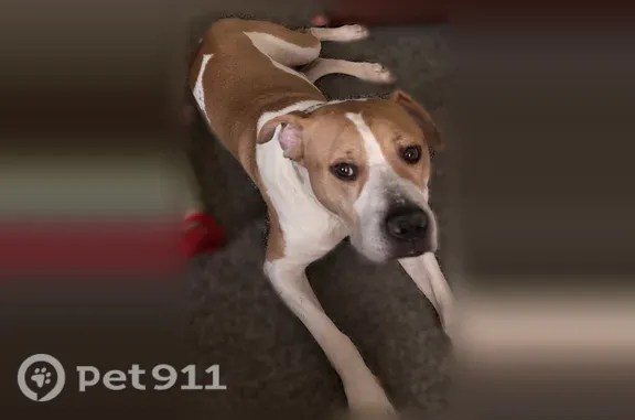 Lost male dog, North Belleview Place, Indianapolis — tan and white, beige collar - photo