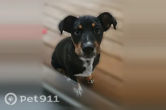 Lost dog, male, Poplar Street, 60, Waynesville — Mountain Cur, Blue Heeler and Pit Bull - photo