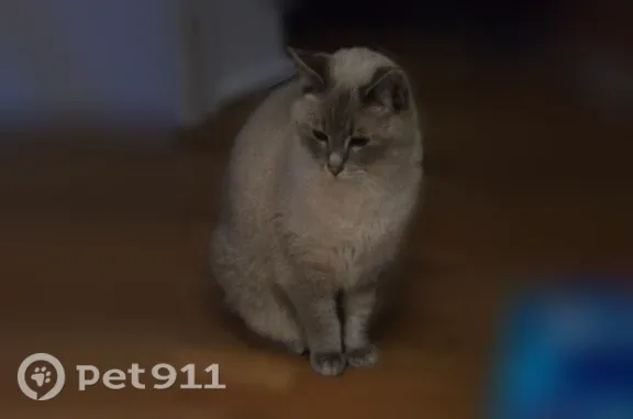 Missing cat Lansing, photo: Lost cat, North Clemens Avenue, Lansing — female Lynx-Point Siamese with blue crossed eyes